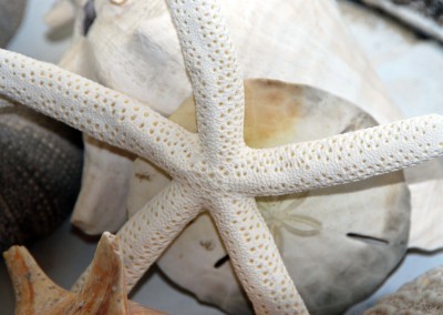 Starfish detail